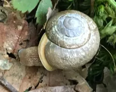 White-lip Globe Snail thumbnail 1
