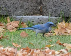 Woodhouse's Scrub-Jay thumbnail 3