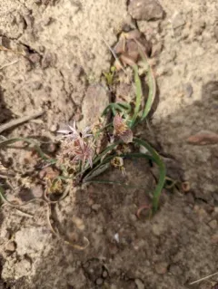 twinleaf onion thumbnail 2
