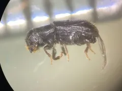 Southern Pine Beetle thumbnail 2