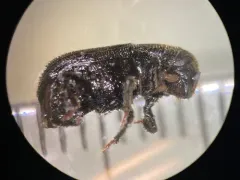 Black Turpentine Beetle thumbnail 3