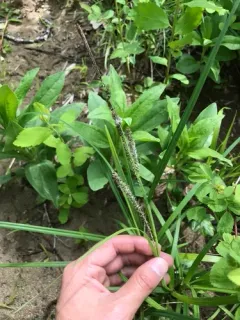 green-fruited sedge thumbnail 4