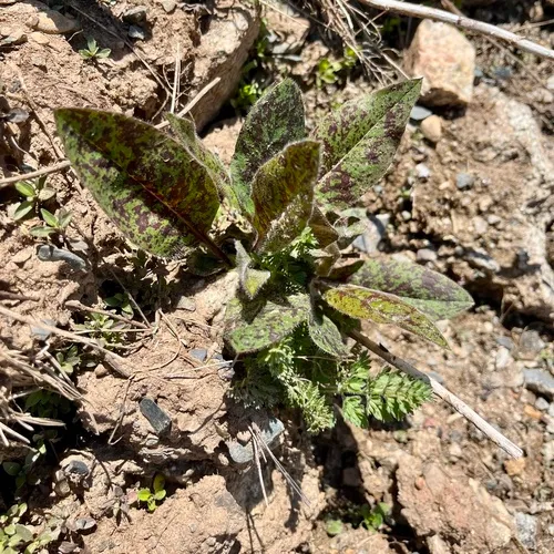 Spotted Hawkweed