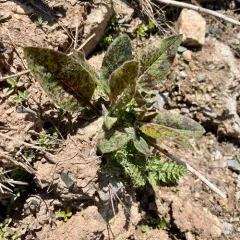Spotted Hawkweed thumbnail 1