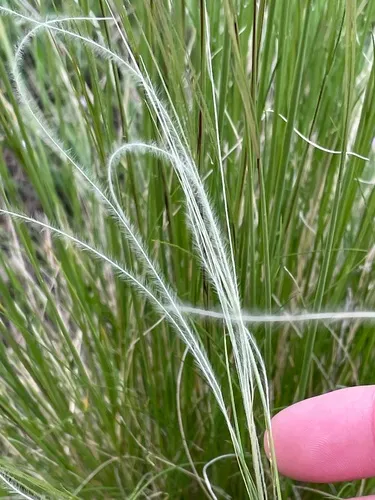 New Mexico Feathergrass