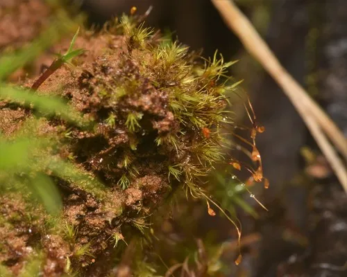 Silky Forklet-moss
