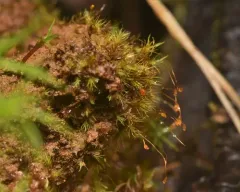 Silky Forklet-moss thumbnail 1