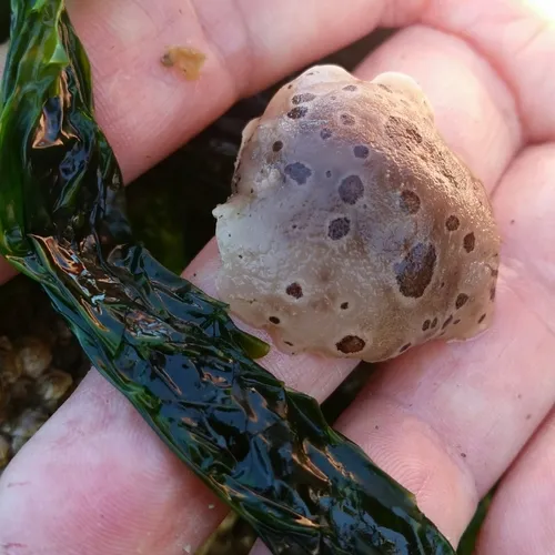 Northern Leopard Dorid