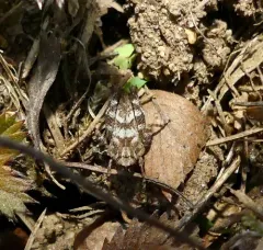 Crested Pygmy Grasshopper thumbnail 2