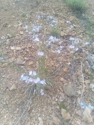 Okanogan Stickseed