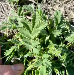 prairie cinquefoil thumbnail 3
