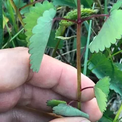 Great burnet thumbnail 4