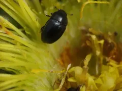 Brassicogethes simplipes thumbnail 4
