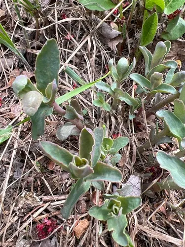 Great Stonecrop