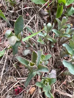 Great Stonecrop thumbnail 1