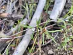 slender collomia thumbnail 3