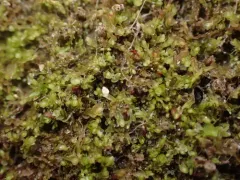 Red Flapwort thumbnail 3