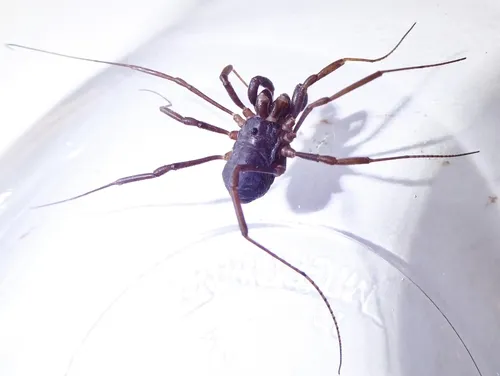 Protolophus niger