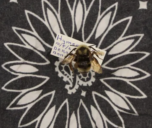 Variable Cuckoo Bumble Bee