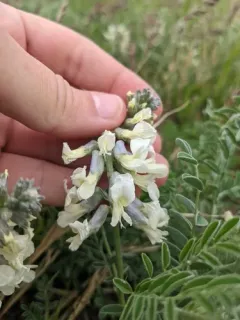 Silky Sophora thumbnail 3