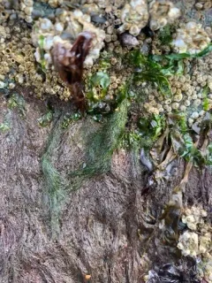 Cladophora stimpsonii thumbnail 2
