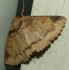 One-lined Zale Moth thumbnail 1