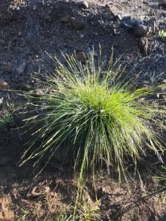 Mendocino sedge thumbnail 2