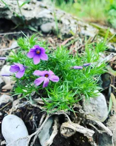 carpet phlox thumbnail 3