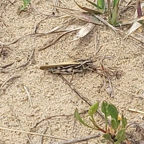 Coral-winged Grasshopper