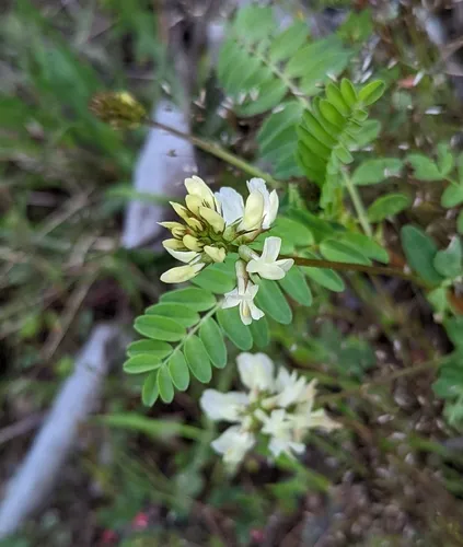 Rogue River Milkvetch