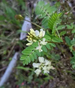 Rogue River Milkvetch thumbnail 1
