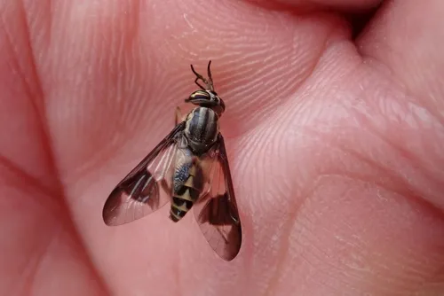 Chrysops dimmocki