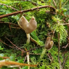 Helvella compressa thumbnail 3