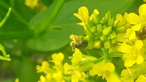 Centrinopus helvinus