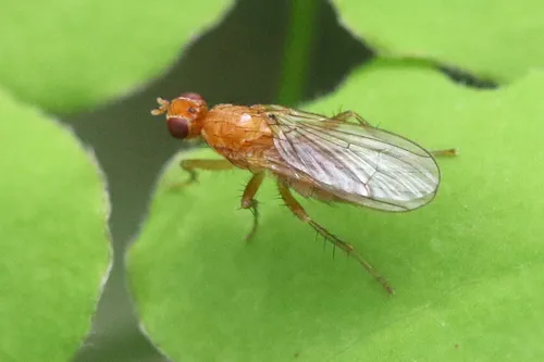 Bucephalina amans