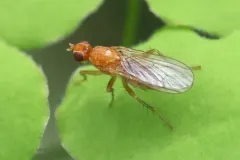 Bucephalina amans thumbnail 1