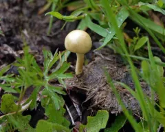 Dung Roundhead thumbnail 2