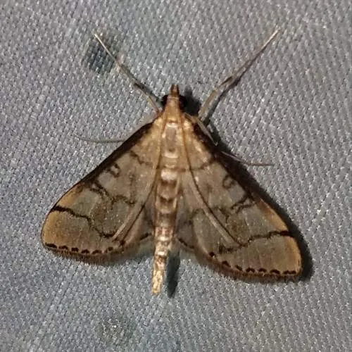 Hollow-spotted Blepharomastix Moth