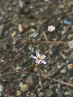 Bolander's linanthus thumbnail 2