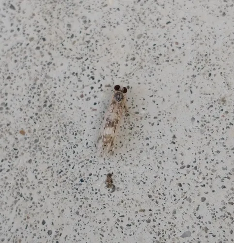 Hydropsyche aerata