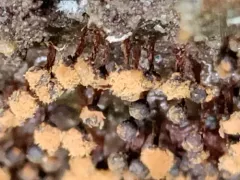 Metatrichia floriformis thumbnail 3