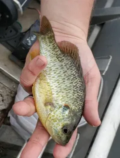 Redear Sunfish thumbnail 2