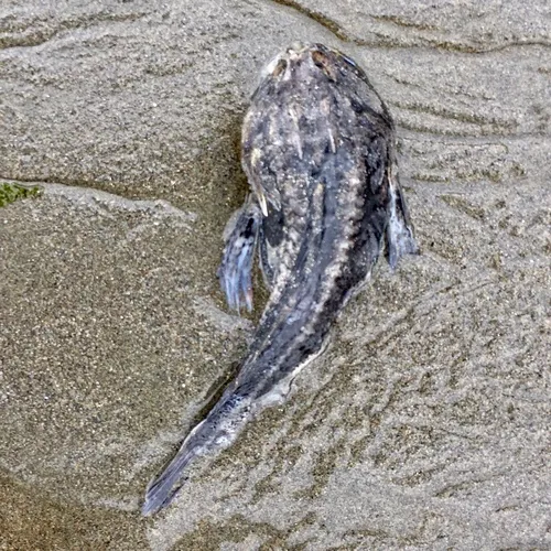 Buffalo Sculpin