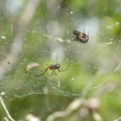 Bowl-and-doily Spider