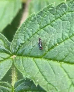 Bertamyia notata thumbnail 3