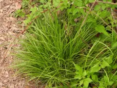 white-tinged sedge thumbnail 3