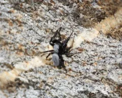 Phidippus octopunctatus thumbnail 2