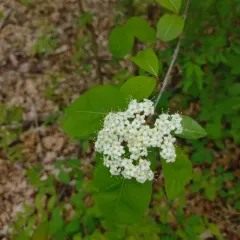 Blackhaw thumbnail 2
