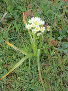 Fremont's Death Camas thumbnail 3