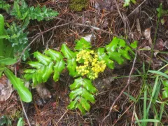 California barberry thumbnail 4